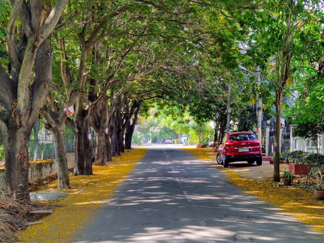 Serene tree-lined road in Bengaluru featuring lush greenery and vibrant foliage under daylight.